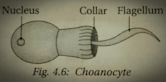 Choanocyte