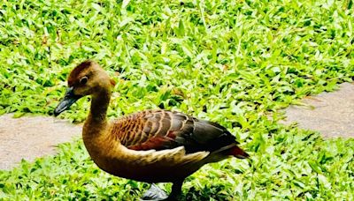 Kollam Man's Green Oasis Attracts Rare Fulvous Whistling Duck Family - News18