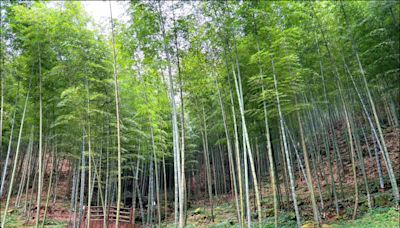 《雲林》雲林獲「世界竹地標」 石壁基地觀光添翼