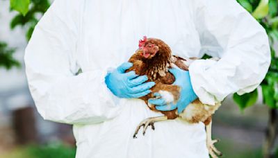 Confirman en Michigan un segundo caso de gripe aviar en humanos - La Opinión