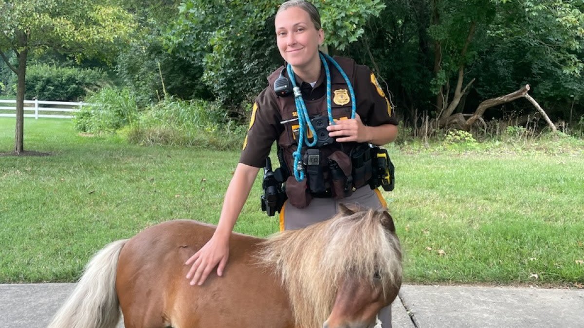 Police find runaway pony in Wilmington, Del., return it home