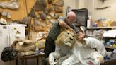Deep in the lab with Calif.'s last museum taxidermy specialist