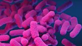 CDC Warns That ‘Extensively Drug-Resistant Shigella’ Is on the Rise