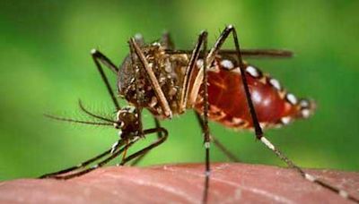 Dengue fever confirmed in Florida Keys as U.S. on watch for rise in mosquito illness