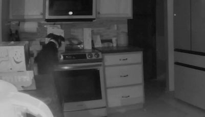 Video shows dog turning on stove, starting fire in Colorado Springs home