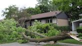 Brantford senior knocked down by falling tree