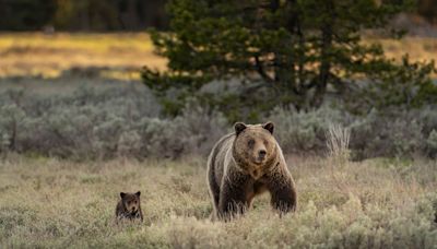 Montana Shed Hunter Shoots Charging Grizzly with a Handgun