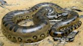 Biggest Snakes in the World: Meet Earth's Giant Serpents