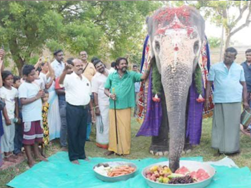 Viral Video: Elephant's Birthday Bash Is The Most Adorable Thing You Will See Today