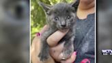 Something Good: Strangers band together to save tiny kitten from storm drain