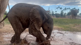 Watch as silly baby elephant discovers the joys of playing in mud at an Arizona zoo