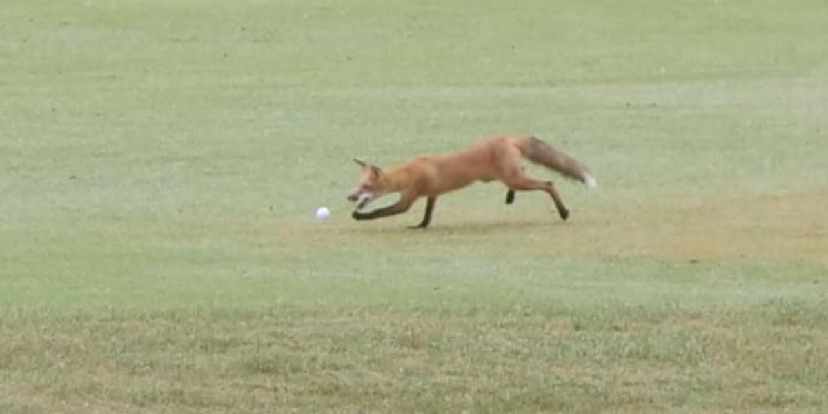 Fox steals golf balls during Jefferson County Sheriffs Office Golf Invitational