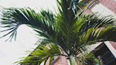 Your Complete Guide to Caring for Palm Tree Leaves Like a Pro