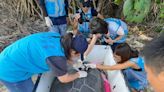 母綠蠵龜12年5度回小琉球產卵 首度裝衛星發報器追蹤