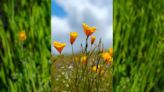 How long has the Golden Poppy been California’s state flower?