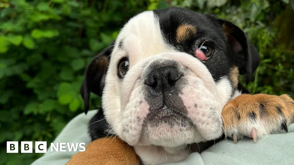 Wolverhampton rescue centre raising funds for puppy's operation