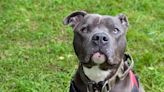 XL bully ban creates ‘a real risk of dog abandonment’, says ISPCA