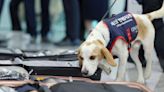 South Korea deploys bedbug sniffer dog at main airport to keep away critters from Paris Olympics