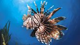 FWC announces 2024 Lionfish Challenege