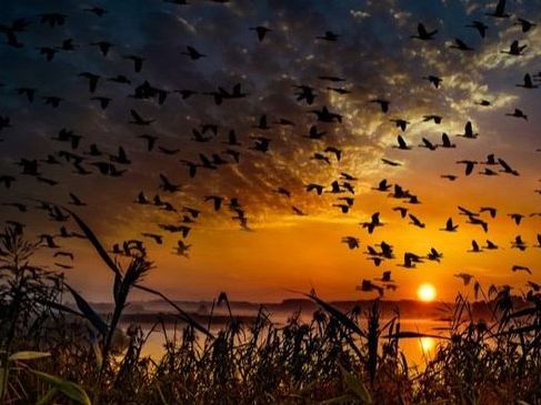 Día Internacional de las Aves Migratorias: ¿Por qué se celebra este 9 de mayo?