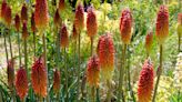 How to prune red hot pokers – according to gardening experts