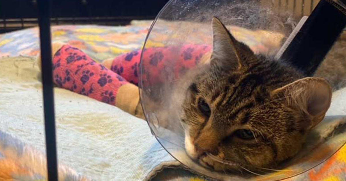 Cat survives 12-story fall from Minneapolis balcony