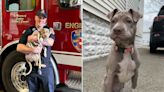 New York firefighter adopts puppy he helped rescue after she was hit by a car: 'I’d love to take her'