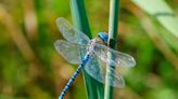 How to Attract Dragonflies to Your Yard—and Why You Would Want To