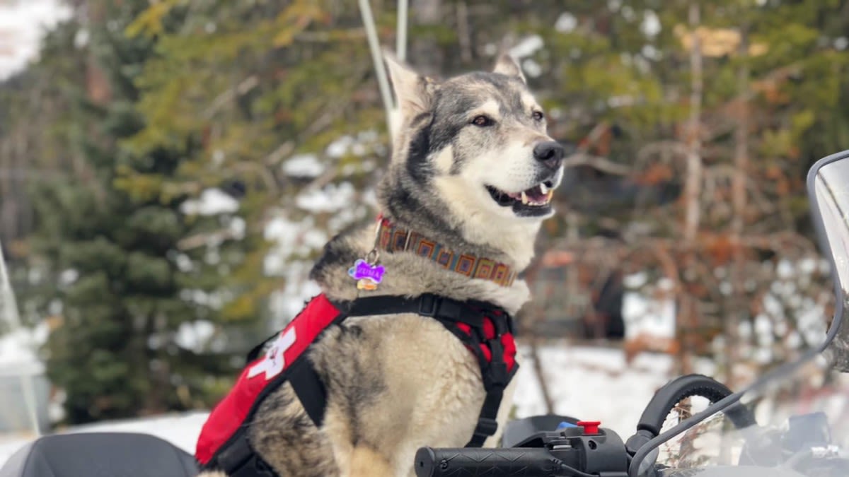 Remembering Zuma: Colorado's Most Famous Avalanche Rescue Dog