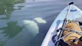 ‘I freaked out’: Paddleboarder recounts startling encounter with orca pod