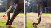 大象運用高智商成功擠爆「凍南瓜」 視頻爆紅