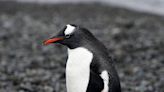 Could climate change give penguins cataracts? Scientists investigate impact of longer ozone holes