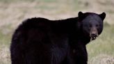 Forget Sharknado, watch Florida alligators going after a bear