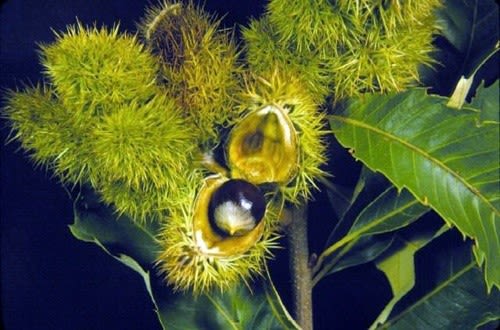 Ozark Chinquapin tree making comeback in Arkansas