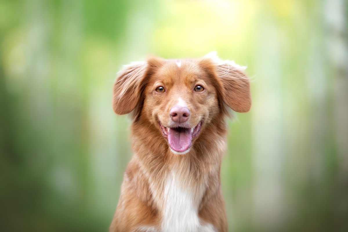 Tolling Retriever With a Case of the Zoomies Is Making Everybody Want a Nap