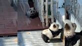 'Panda dog' zoo exhibit in China features black-and-white painted chows, controversy