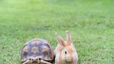 Free Cash Flow Investing: The Tortoise and the Hare | ETF Trends