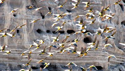 “Patrimonio único”: tras 20 años de lucha, crearon un área para proteger a la colonia de loros más grande del mundo