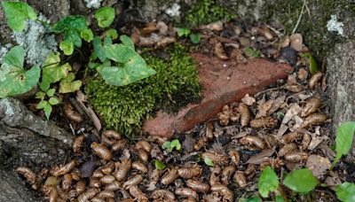 When is the next cicada-geddon?