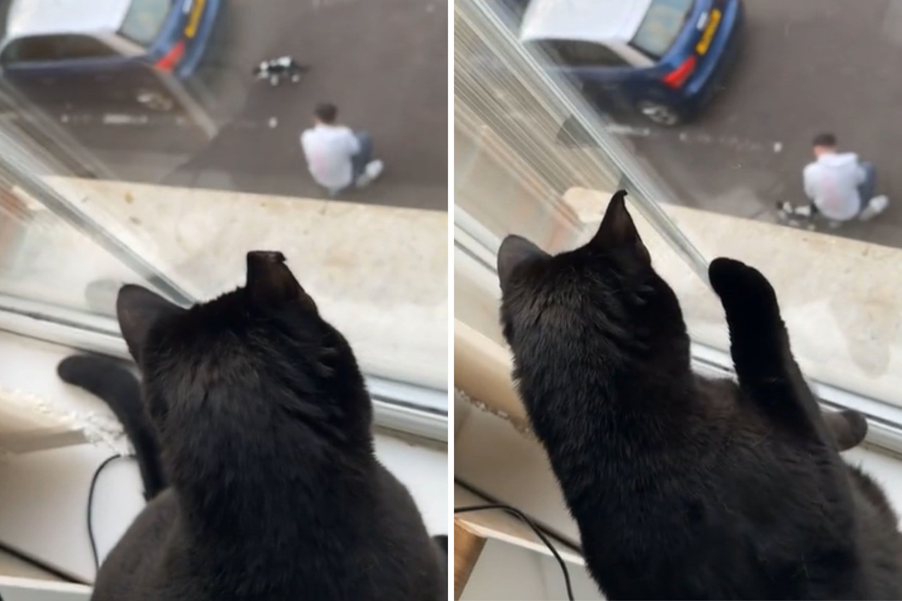 Cat in utter shock after spotting dad petting another feline—"The betrayal"