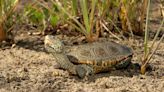 Kayakers wanted: Researchers need help in learning more about a tiny NC coastal turtle