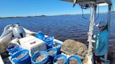 'Proud farmers': Cedar Key clam industry faces threats from warming seas, stronger storms