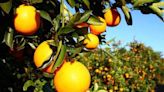 Leesburg citrus plant to close, eliminating more than 100 jobs
