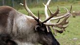 Quebec failed to consult First Nations on caribou strategy: court
