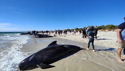 澳洲海灘多達160頭領航鯨大規模擱淺 26頭死亡其餘或被迫安樂死