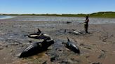 The Largest Mass Dolphin Stranding In US History Just Happened on Cape Cod