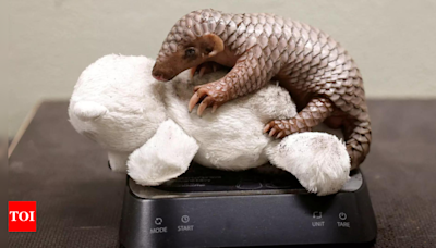 Prague zoo celebrates rare birth of endangered species: Meet baby Chinese Pangolin - Times of India