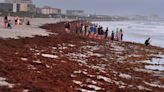 Sargassum seaweed being seen in Florida. Here's where it's going and when it will be worst