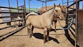 Abandoned horses seized, taken to market by Duchesne Co. deputies