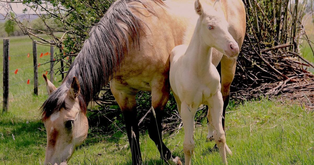 Cream of the crop: A cremello foal is born in Wyoming